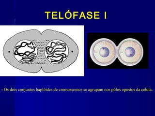 TELÓFASE I
- Os dois conjuntos haplóides de cromossomos se agrupam nos pólos opostos da célula.
 