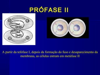 PRÓFASE II
A partir da telófase I, depois da formação do fuso e desaparecimento da
membrana, as células entram em metáfase II
 