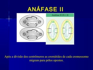 ANÁFASE II
Após a divisão dos centrômeros as cromátides de cada cromossomo
migram para pólos opostos.
 