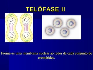 TELÓFASE II
Forma-se uma membrana nuclear ao redor de cada conjunto de
cromátides.
 