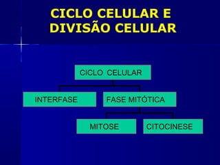 CICLO CELULAR E
DIVISÃO CELULAR
MITOSE CITOCINESE
INTERFASE FASE MITÓTICA
CICLOCELULAR
 