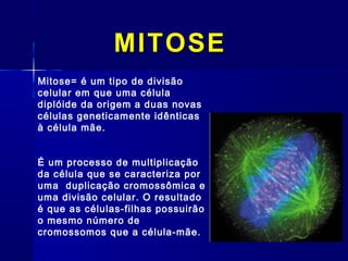 MITOSEMITOSE
Mitose= é um tipo de divisão
celular em que uma célula
diplóide da origem a duas novas
células geneticamente idênticas
à célula mãe.
É um processo de multiplicação
da célula que se caracteriza por
uma duplicação cromossômica e
uma divisão celular. O resultado
é que as células-filhas possuirão
o mesmo número de
cromossomos que a célula-mãe.
 