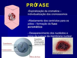 PRÓFASE
-Espiralização da cromatina –
individualização dos cromossomos
-Afastamento dos centríolos para os
pólos – formação do fuso
acromático
- Desaparecimento dos nucléolos e
início da ruptura da membrana nuclear
 