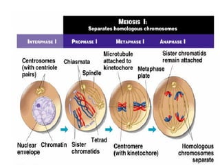 Ciclo celular mitose e meiose