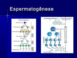 EspermatogêneseEspermatogênese
 
