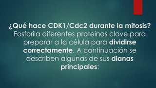 ¿Qué hace CDK1/Cdc2 durante la mitosis?
Fosforila diferentes proteínas clave para
preparar a la célula para dividirse
correctamente. A continuación se
describen algunas de sus dianas
principales:
 