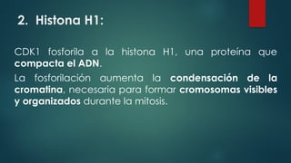 2. Histona H1:
CDK1 fosforila a la histona H1, una proteína que
compacta el ADN.
La fosforilación aumenta la condensación de la
cromatina, necesaria para formar cromosomas visibles
y organizados durante la mitosis.
 