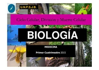 Ciclo Celular, División y Muerte Celular
BIOLOGÍA
U.N.P.S.J.B.
MEDICINA
Primer Cuatrimestre 2015
 
