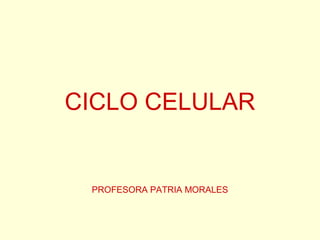 CICLO CELULAR
PROFESORA PATRIA MORALES
 