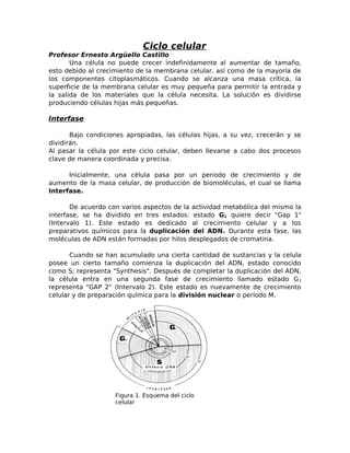 Figura 1. Esquema del ciclo
celular
Ciclo celular
Profesor Ernesto Argüello Castillo
Una célula no puede crecer indefinida...