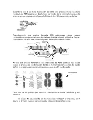 Durante la fase S se da la duplicación del ADN este proceso inicia cuando la
molécula de ADN separa sus dos hélices por me...