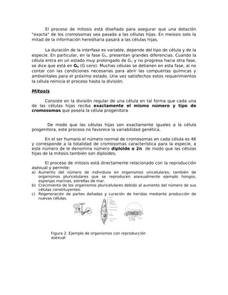 El proceso de mitosis está diseñado para asegurar que una dotación
"exacta" de los cromosomas sea pasada a las células hijas. En meiosis solo la
mitad de la información hereditaria pasará a las células hijas.
La duración de la interfase es variable, depende del tipo de célula y de la
especie. En particular, en la fase G1, presentan grandes diferencias. Cuando la
célula entra en un estado muy prolongado de G1 y no progresa hacia otra fase,
se dice que está en G0 (G cero). Muchas células se detienen en esta fase, al no
contar con las condiciones necesarias para abrir las compuertas químicas y
ambientales para el próximo estado. Una vez satisfechos estos requerimientos
la célula reinicia el proceso hasta la división.
Mitosis
Consiste en la división regular de una célula en tal forma que cada una
de las células hijas reciba exactamente el mismo número y tipo de
cromosomas que poseía la célula progenitora
De modo que las células hijas son exactamente iguales a la célula
progenitora, este proceso no favorece la variabilidad genética.
En el ser humano el número normal de cromosomas en cada célula es 46
y corresponde a la totalidad de cromosomas característica para la especie, a
este número de le denomina número diploide o 2n de modo que las células
hijas de la mitosis también son diploides.
El proceso de mitosis está directamente relacionado con la reproducción
asexual y permite:
a) Aumento del número de individuos en organismos unicelulares; también de
organismos pluricelulares que se reproducen asexualmente ejemplo hongos,
esponjas marinas, estrellas de mar.
b) Crecimiento de los organismos pluricelulares debido al aumento del número de sus
células constituyentes.
c) Regeneración de partes dañadas y curación de heridas mediante producción de
nuevas células.
Figura 2. Ejemplo de organismos con reproducción
asexual
 