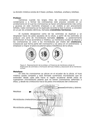 Figura 3. Representación de la profase. a) Presencia de membrana celular b)
Duplicación de centriolos c) Formación del huso mitótico y disociación de la membrana
nuclear
La división mitotica consta de 4 fases: profase, metafase, anafase y telofase.
Profase:
Comienza cuando los largos hilos de cromatina comienzan a
condensarse y a formar los cromosomas este procese consiste en un
arrollamiento en el cual los cromosomas se hacen simultáneamente más cortos
y gruesos en este momento empiezan a ser visibles si son previamente
teñidos. Cada cromosoma se ha duplicado durante la fase S previa, y consisten
en un par de unidades idénticas, llamadas cromátidas hermanas.
El nucleolo desaparece como tal los centriolos se duplican y se
desplazan hacia los polos opuestos de la célula, a partir de los centriolos se
produce una serie de microtúbulos llamados ásteres y posteriormente
conformaran el huso acromático o mitótico. La membrana nuclear se disocia y
los cromosomas se unen a los microtúbulos por medio del cinetocoro,
(corpúsculo que forma parte del cromosoma y se ubica en el centrómero) y
empiezan a migrar al plano ecuatorial (placa metafásica) de la célula.
a b c
Metafase:
En esta los cromosomas se ubican en el ecuador de la célula, el huso
mitótico queda completo y está formado numerosos microtúbulos que se
extienden desde cada polo hacia la región ecuatorial donde estos se
superponen (microtúbulos polares que no tienen cromosomas adheridos a
ellos), y desde los cinetocoros hacia los polos (microtúbulos del cinetocoro)
Centriolos y ásteres
Metafase
Microtúbulos cinetocóricos
Microtúbulos polares
 