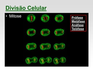 • Mitose
Divisão Celular
Prófase
Metáfase
Anáfase
Telófase
 