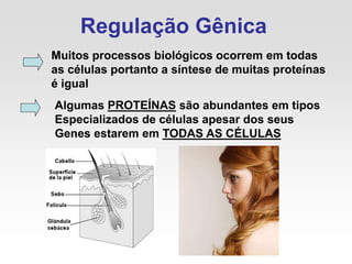 Regulação Gênica
Muitos processos biológicos ocorrem em todas
as células portanto a síntese de muitas proteínas
é igual
Algumas PROTEÍNAS são abundantes em tipos
Especializados de células apesar dos seus
Genes estarem em TODAS AS CÉLULAS
 