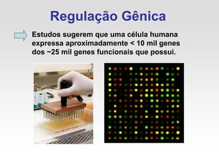 Regulação Gênica
Estudos sugerem que uma célula humana
expressa aproximadamente < 10 mil genes
dos ~25 mil genes funcionais que possui.
 