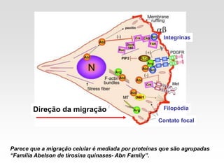 Direção da migração
Contato focal
Filopódia
Integrinas
Parece que a migração celular é mediada por proteínas que são agrupadas
“Família Abelson de tirosina quinases- Abn Family”.
 