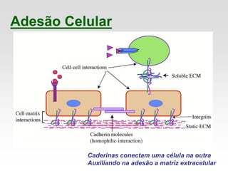 Adesão Celular
Caderinas conectam uma célula na outra
Auxiliando na adesão a matriz extracelular
 