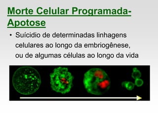 Morte Celular Programada-
Apotose
• Suícidio de determinadas linhagens
celulares ao longo da embriogênese,
ou de algumas células ao longo da vida
 
