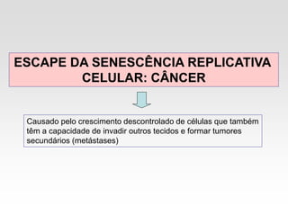 ESCAPE DA SENESCÊNCIA REPLICATIVA
CELULAR: CÂNCER
Causado pelo crescimento descontrolado de células que também
têm a capacidade de invadir outros tecidos e formar tumores
secundários (metástases)
 