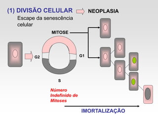 (1) DIVISÃO CELULAR
Escape da senescência
celular
G2 G1
S
Número
Indefinido de
Mitoses
MITOSE
NEOPLASIA
IMORTALIZAÇÃO
 