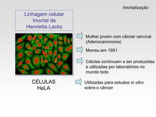 Linhagem celular
Imortal de
Henrietta Lacks
Mulher jovem com câncer cervical
(Adenocarcinoma)
Morreu em 1951
Células continuam a ser produzidas
e utilizadas por laboratórios no
mundo todo
CÉLULAS
HeLA
Utilizadas para estudos in vitro
sobre o câncer
Imortalização
 