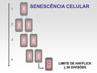 SENESCÊNCIA CELULAR
1
2
3
n
LIMITE DE HAYFLICK
+ 50 DIVISÕES
 