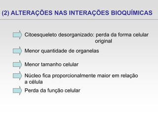 (2) ALTERAÇÕES NAS INTERAÇÕES BIOQUÍMICAS
Citoesqueleto desorganizado: perda da forma celular
original
Menor quantidade de organelas
Menor tamanho celular
Perda da função celular
Núcleo fica proporcionalmente maior em relação
a célula
 