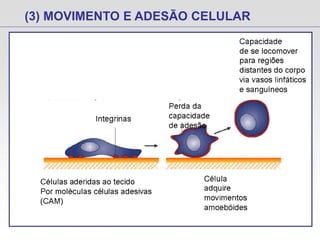 (3) MOVIMENTO E ADESÃO CELULAR
 