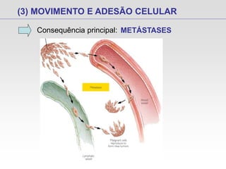 (3) MOVIMENTO E ADESÃO CELULAR
Consequência principal: METÁSTASES
 