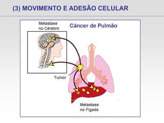 (3) MOVIMENTO E ADESÃO CELULAR
 