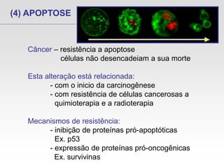 (4) APOPTOSE
Câncer – resistência a apoptose
células não desencadeiam a sua morte
Esta alteração está relacionada:
- com o inicio da carcinogênese
- com resistência de células cancerosas a
quimioterapia e a radioterapia
Mecanismos de resistência:
- inibição de proteínas pró-apoptóticas
Ex. p53
- expressão de proteínas pró-oncogênicas
Ex. survivinas
 