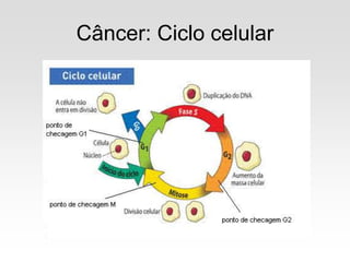 Câncer: Ciclo celular
 