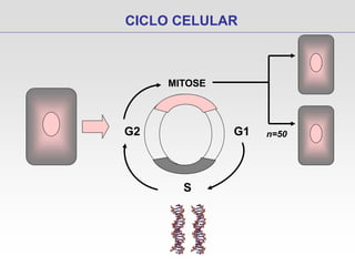 CICLO CELULAR
MITOSE
G2 G1
S
n=50
 
