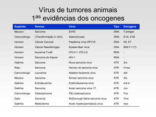 Espécies Doença Vírus Tipo Oncogene
Macaco Sarcoma SV40 DNA T-antigen
Camundongo (Transformação in vitro) Adenoviruses DNA E1A, E1B
Homem Câncer Cervical Papilloma virus HPV16 DNA E6, E7
Homem Câncer Nasofaríngeo Epstein-Barr virus DNA BNLF-1 (?)
Homem leucemia T-cell HTLV-1, HTLV-2 RNA -
Homem Sarcoma de Kaposi HIV-1 RNA -
Galinha Sarcoma Rous sarcoma virus ATR Src
Rato Sarcoma Harvey rat sarcoma virus ATR H-ras
Camundongo Leucemia Abelson leukemia virus ATR Abl
Macaco Sarcoma Simian sarcoma virus ATR Sis
Galinha Eritroleucemia Erythroleukemia virus ATR erb-b
Galinha Sarcoma Avian sarcoma virus 17 ATR Jun
Camundongo Osteosarcoma FBJ osteosarcoma ATR Fos
Gato Sarcoma McDonough feline sarcoma virus ATR Fms
Galinha Mielocitoma Avian myelocytomatosis virus ATR myc
Vírus de tumores animais
1as evidências dos oncogenes
 