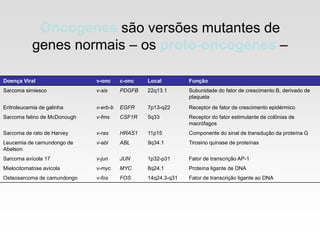 Doença Viral v-onc c-onc Local Função
Sarcoma simiesco v-sis PDGFB 22q13.1 Subunidade do fator de crescimento B, derivado de
plaqueta
Eritroleucemia de galinha v-erb-b EGFR 7p13-q22 Receptor de fator de crescimento epidérmico
Sarcoma felino de McDonough v-fms CSF1R 5q33 Receptor do fator estimulante de colônias de
macrófagos
Sarcoma de rato de Harvey v-ras HRAS1 11p15 Componente do sinal de transdução da proteína G
Leucemia de camundongo de
Abelson
v-abl ABL 9q34.1 Tirosino quinase de proteínas
Sarcoma avícola 17 v-jun JUN 1p32-p31 Fator de transcrição AP-1
Mielocitomatose avícola v-myc MYC 8q24.1 Proteína ligante de DNA
Osteosarcoma de camundongo v-fos FOS 14q24.3-q31 Fator de transcrição ligante ao DNA
Oncogenes são versões mutantes de
genes normais – os proto-oncogenes –
 