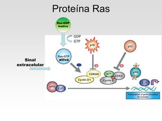 Proteína Ras
Sinal
extracelular
ativa
Ras-GDP
inativa
GDP
GTP
 