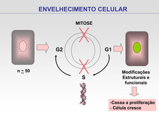 ENVELHECIMENTO CELULAR
G2 G1
MITOSE
S
Modificações
Estruturais e
funcionais
n ~ 50
-Cessa a proliferação
- Célula cresce
 