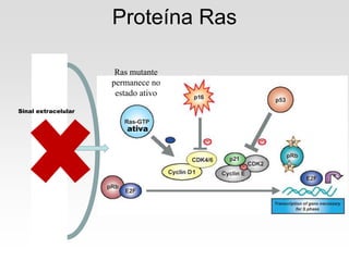 Sinal extracelular
Proteína Ras
ativa
Ras mutante
permanece no
estado ativo
 