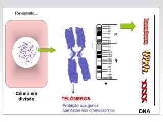 Revisando…
Proteção aos genes
que estão nos cromossomos
 