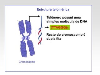 Telômero possui uma
simples molécula de DNA
Resto do cromossomo é
dupla fita
(TTAGGG)n
Estrutura telomérica
Cromossomo
 