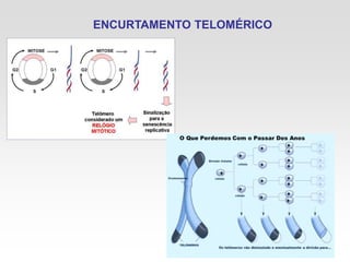 ENCURTAMENTO TELOMÉRICO
 