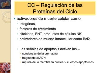 ..

                  CC – Regulación de las
                   Proteínas del Ciclo
        activadores de muerte celular como
         ◦   integrinas,
         ◦   factores de crecimiento
         ◦   citokinas, FNT, productos de células NK,
         ◦   activadores de muerte intracelular como Bcl2.

         ◦ Las señales de apoptosis activan las –
              condensac de la cromatina,
              fragmente el ADN,
              ruptura de la membrana nuclear - cuerpos apoptóticos
 