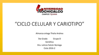 “CICLO CELULAR Y CARIOTIPO”
Almanza ortega Thalia Andrea
5to Grado Grupo D
Genética
Dra. Leticia Falcón Noriega
Ciclo 2016-2
 