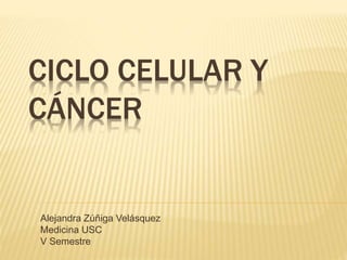 CICLO CELULAR Y 
CÁNCER 
Alejandra Zúñiga Velásquez 
Medicina USC 
V Semestre 
 