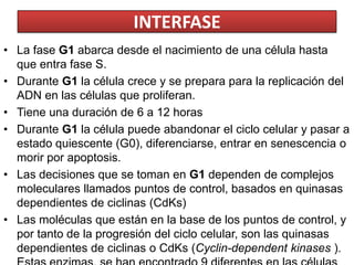 INTERFASELa fase G1 abarca desde el nacimiento de una célula hasta que entra fase S. Durante G1 la célula crece y se prepara para la replicación del ADN en las células que proliferan. Tiene una duración de 6 a 12 horasDurante G1 la célula puede abandonar el ciclo celular y pasar a estado quiescente (G0), diferenciarse, entrar en senescencia o morir por apoptosis. Las decisiones que se toman en G1 dependen de complejos moleculares llamados puntos de control, basados en quinasas dependientes de ciclinas (CdKs) Las moléculas que están en la base de los puntos de control, y por tanto de la progresión del ciclo celular, son las quinasas dependientes de ciclinas o CdKs (Cyclin-dependentkinases). Estas enzimas, se han encontrado 9 diferentes en las células eucariotas El principal punto de control se denomina punto de restricción y decide si la célula entra en fase S o no. 
