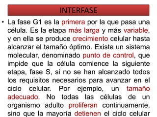 INTERFASELa fase G1 es la primera por la que pasa una célula. Es la etapa más larga y más variable, y en ella se produce crecimiento celular hasta alcanzar el tamaño óptimo. Existe un sistema molecular, denominado punto de control, que impide que la célula comience la siguiente etapa, fase S, si no se han alcanzado todos los requisitos necesarios para avanzar en el ciclo celular. Por ejemplo, un tamaño adecuado. No todas las células de un organismo adulto proliferan continuamente, sino que la mayoría detienen el ciclo celular para realizar una función. En esta parada del ciclo celular pueden estar un tiempo determinado y luego volver a reemprenderlo, o permanecer en esta fase para siempre. 