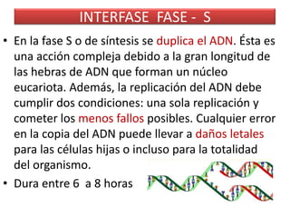 INTERFASE  FASE -  SEn la fase S o de síntesis se duplica el ADN. Ésta es una acción compleja debido a la gran longitud de las hebras de ADN que forman un núcleo eucariota. Además, la replicación del ADN debe cumplir dos condiciones: una sola replicación y cometer los menos fallos posibles. Cualquier error en la copia del ADN puede llevar a daños letales para las células hijas o incluso para la totalidad del organismo. Dura entre 6  a 8 horas