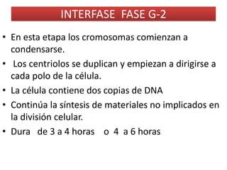 INTERFASE  FASE G-2En esta etapa los cromosomas comienzan a condensarse. Los centriolos se duplican y empiezan a dirigirse a cada polo de la célula.La célula contiene dos copias de DNAContinúa la síntesis de materiales no implicados en la división celular.Dura   de 3 a 4 horas    o  4  a 6 horas