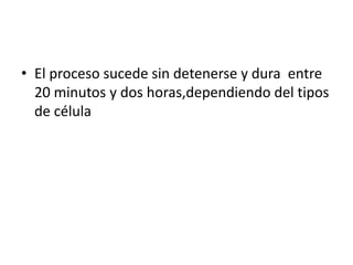 El proceso sucede sin detenerse y dura  entre 20 minutos y dos horas,dependiendo del tipos de célula